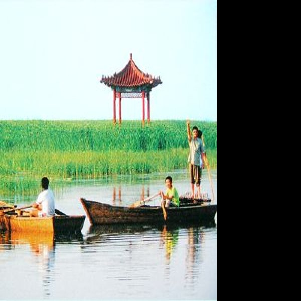 河北保定白洋淀 - 图片7