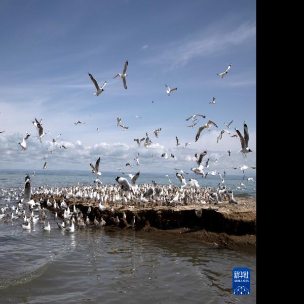 青海西宁青海湖鸟岛 - 图片1