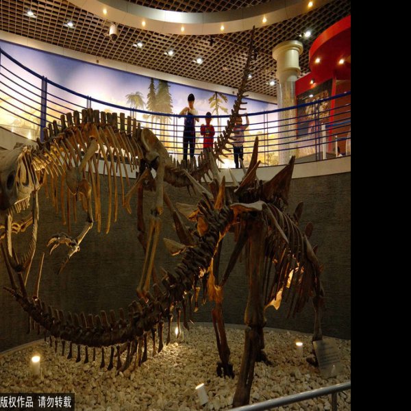 北京自然博物馆 - 图片3