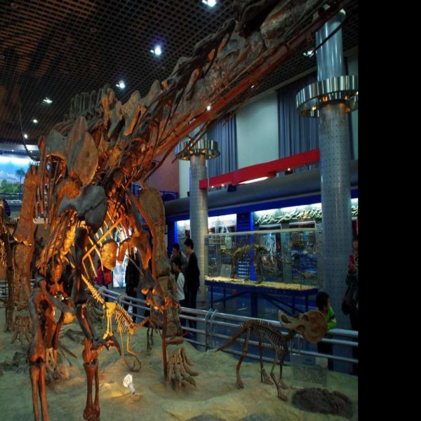 北京自然博物馆 - 图片9