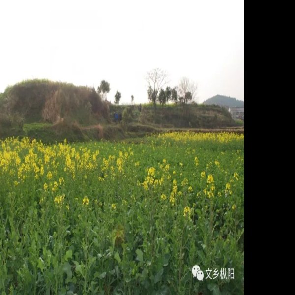 汤家墩遗址 - 图片6