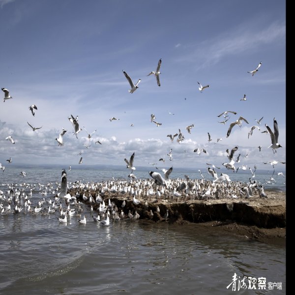 青海湖鸟岛 - 图片8