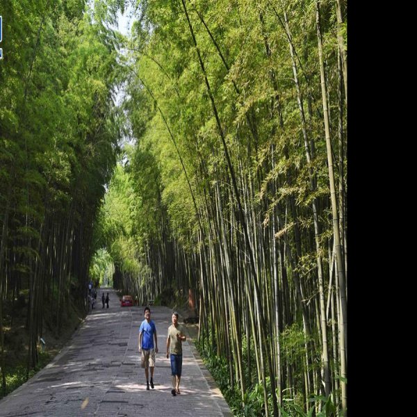 四川蜀南竹海 - 图片1