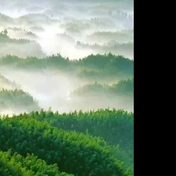 四川蜀南竹海 - 图片2