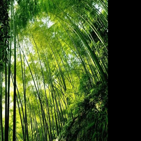 四川蜀南竹海 - 图片3