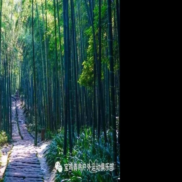 四川蜀南竹海 - 图片6