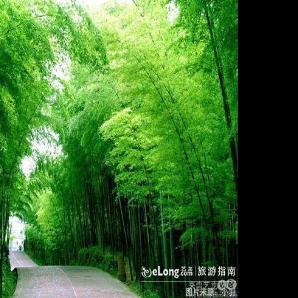 四川蜀南竹海 - 图片8