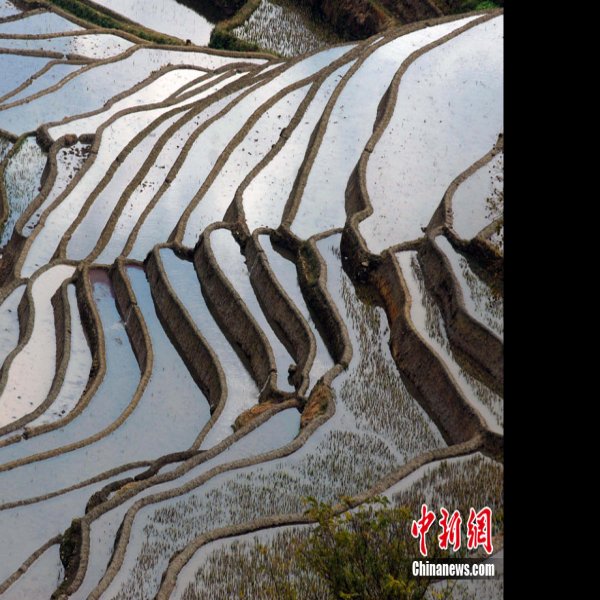 云南元阳哈尼梯田 - 图片8