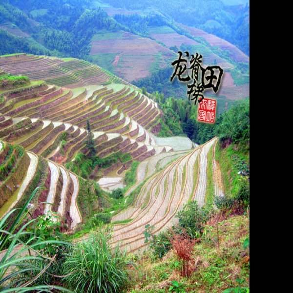 广西龙脊梯田 - 图片4