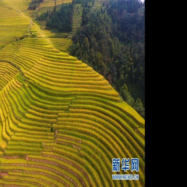 广西龙脊梯田 - 图片8