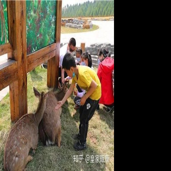 东丰南照山古墓群 - 图片7
