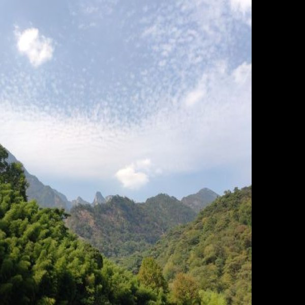 祁门牯牛降 - 图片10
