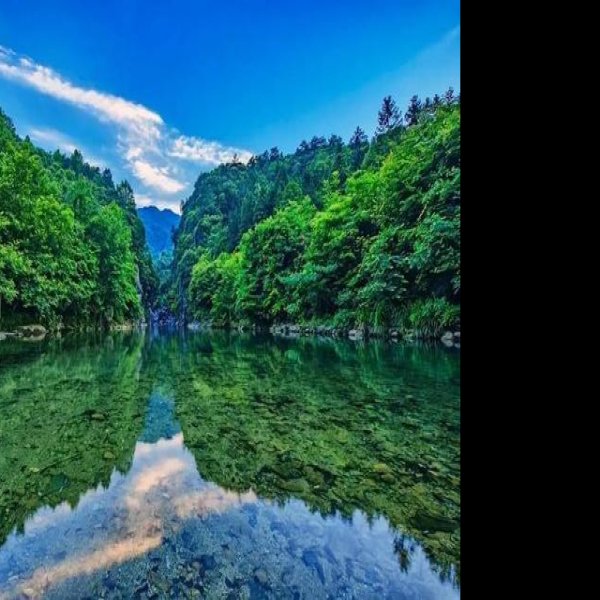 祁门牯牛降 - 图片2
