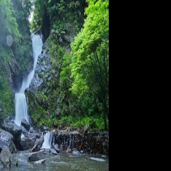 祁门牯牛降 - 图片3