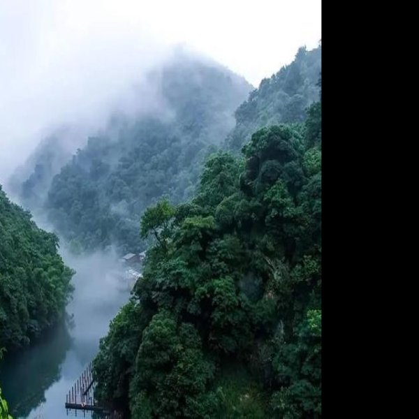 祁门牯牛降 - 图片4