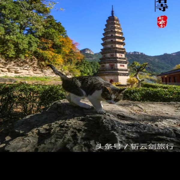 济南灵岩寺辟支塔 - 图片9