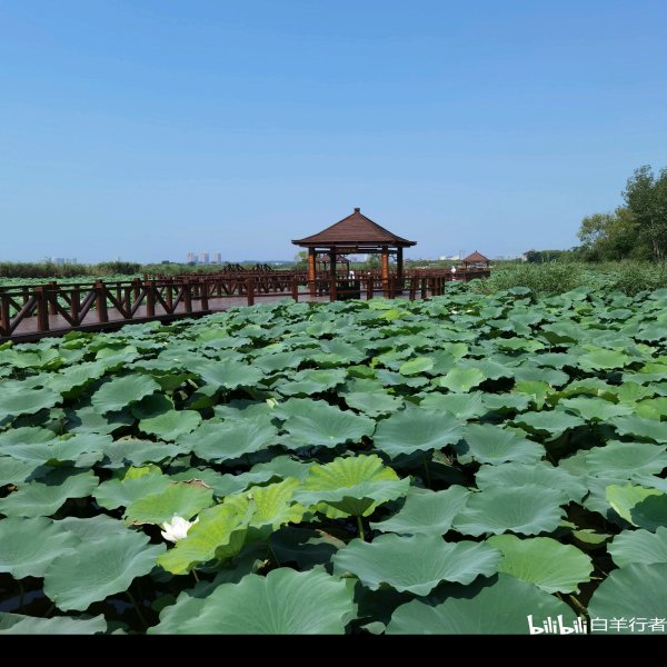 周口淮阳龙湖 - 图片9