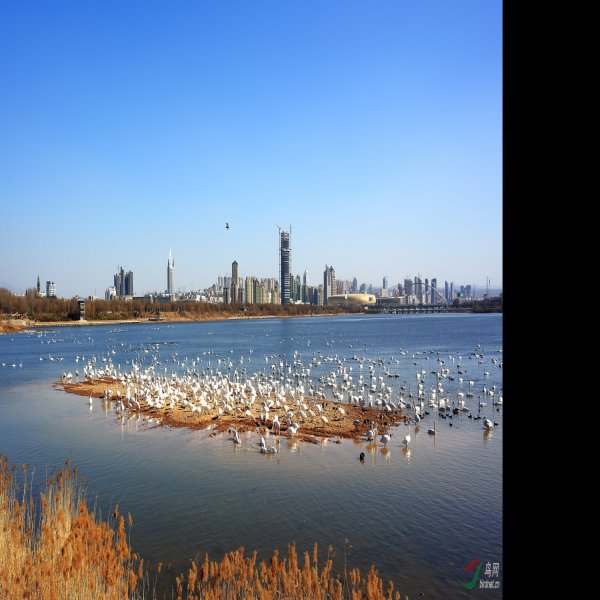 三门峡天鹅湖 - 图片8