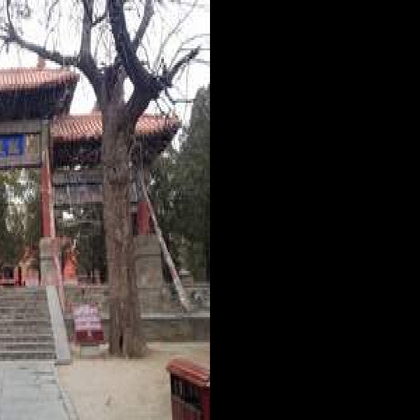 登封中岳庙大殿 - 图片7
