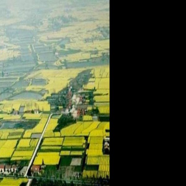 马家垸遗址 - 图片5