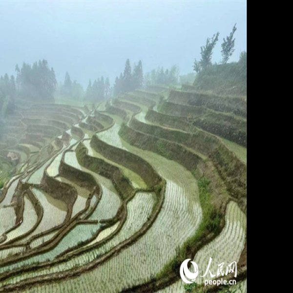 娄底紫鹊界梯田 - 图片1