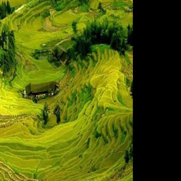 娄底紫鹊界梯田 - 图片5