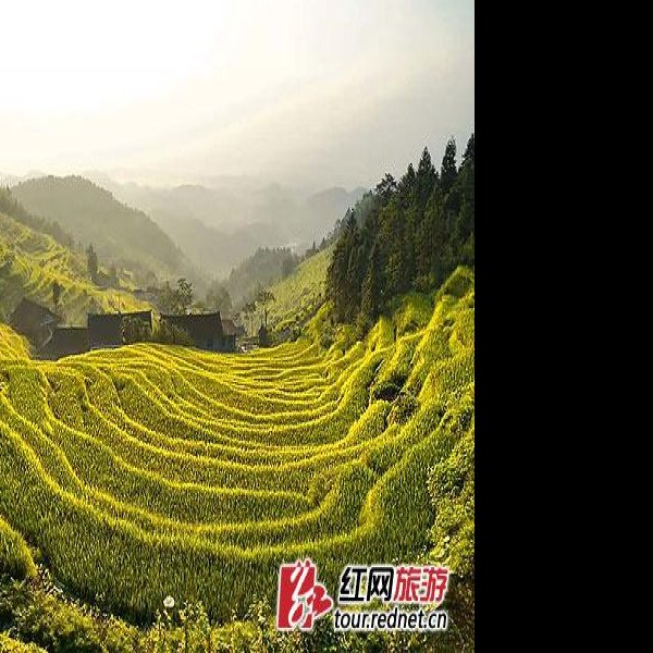 娄底紫鹊界梯田 - 图片8