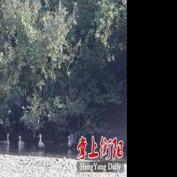 衡南江口鸟洲 - 图片9