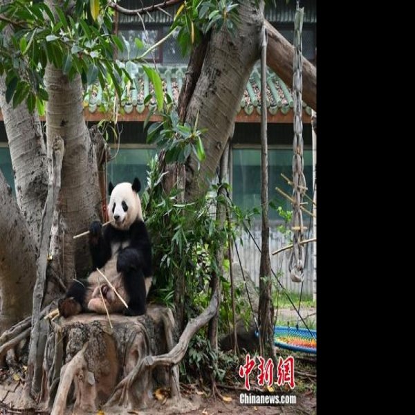 广州动物园 - 图片10
