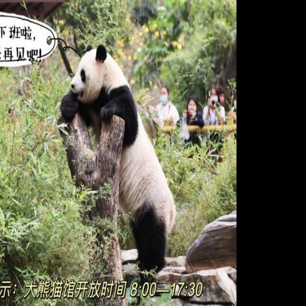 广州动物园 - 图片3