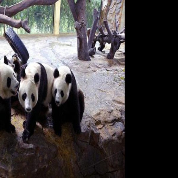 广州动物园 - 图片6