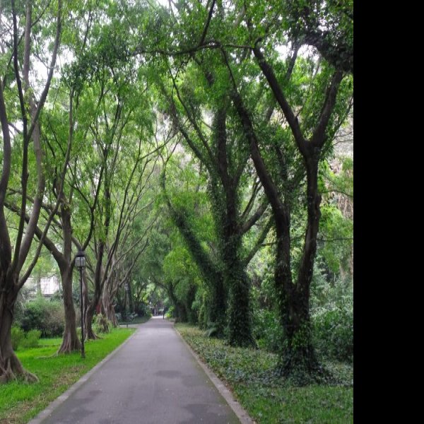 广州华南植物园 - 图片6