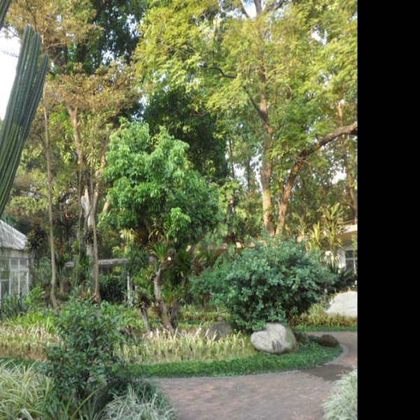 广州华南植物园 - 图片7
