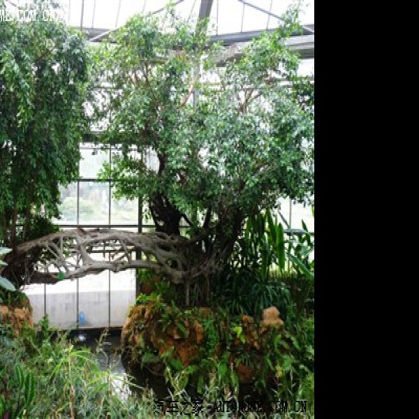 广州华南植物园 - 图片8