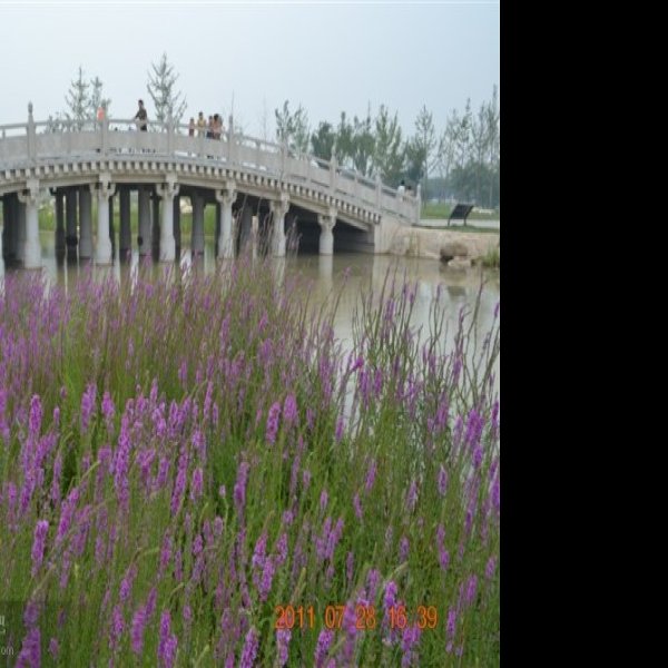 汉太液池遗址 - 图片7