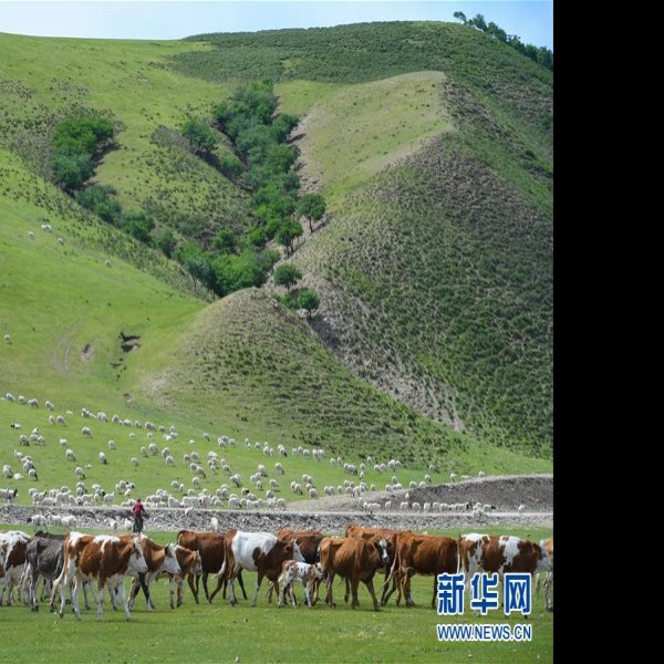 阿鲁科尔沁旗辽墓群 - 图片1