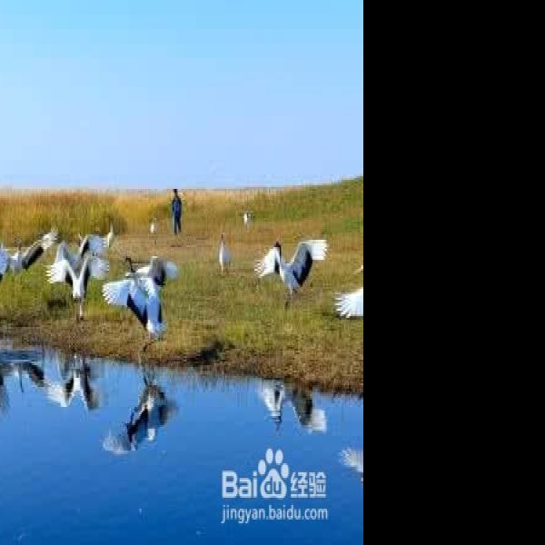 扎龙自然保护区 - 图片4