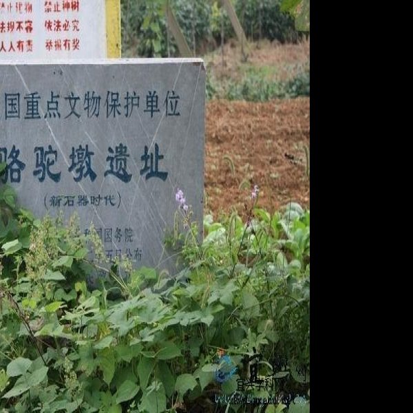 宜兴骆驼墩遗址 - 图片5
