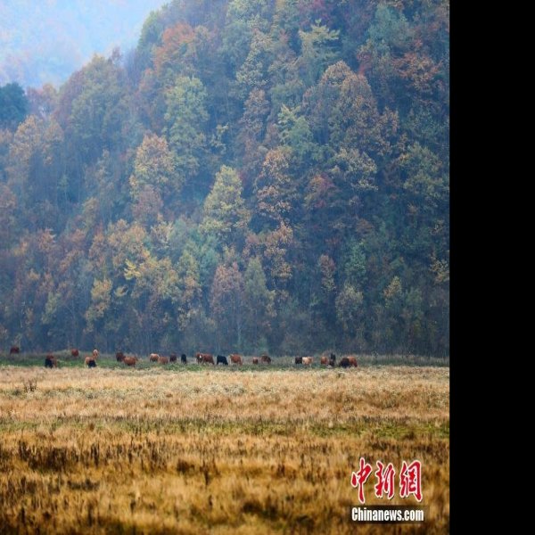 湖北神农架 - 图片10