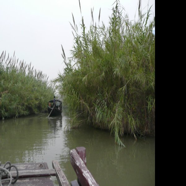 常熟沙家浜 - 图片7
