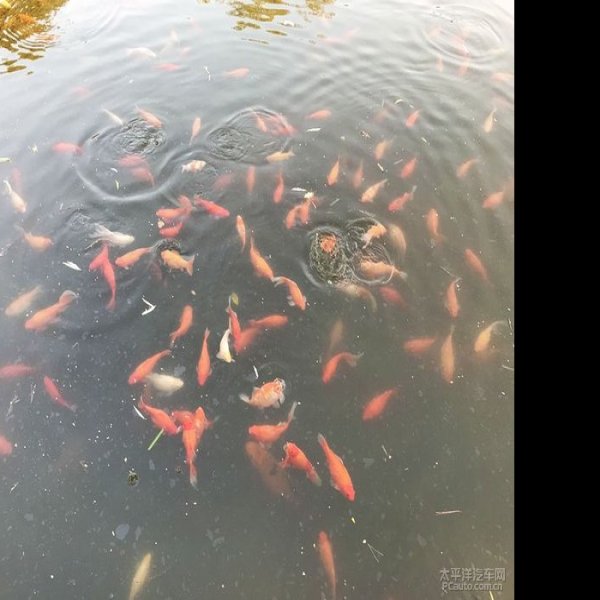 花港观鱼 - 图片3