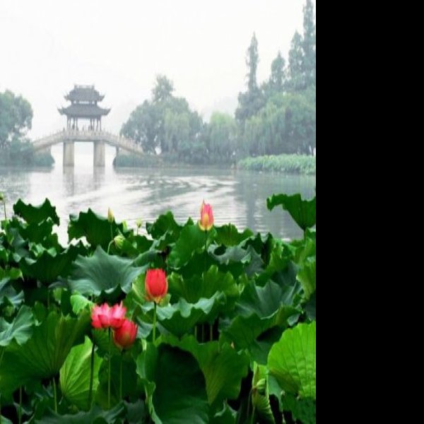 曲院风荷 - 图片1
