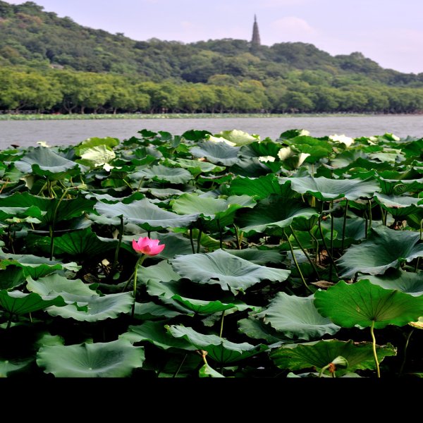 曲院风荷 - 图片10