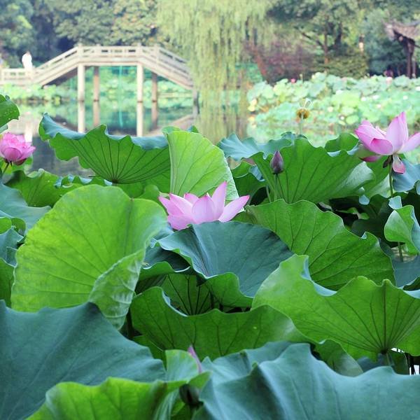 曲院风荷 - 图片2