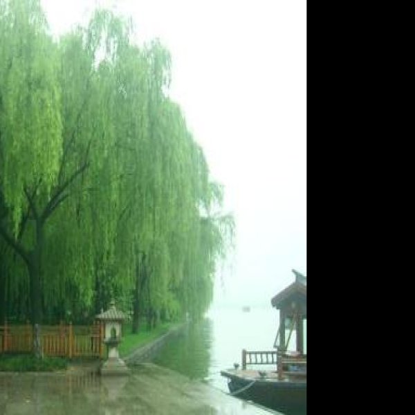 柳浪闻莺 - 图片10