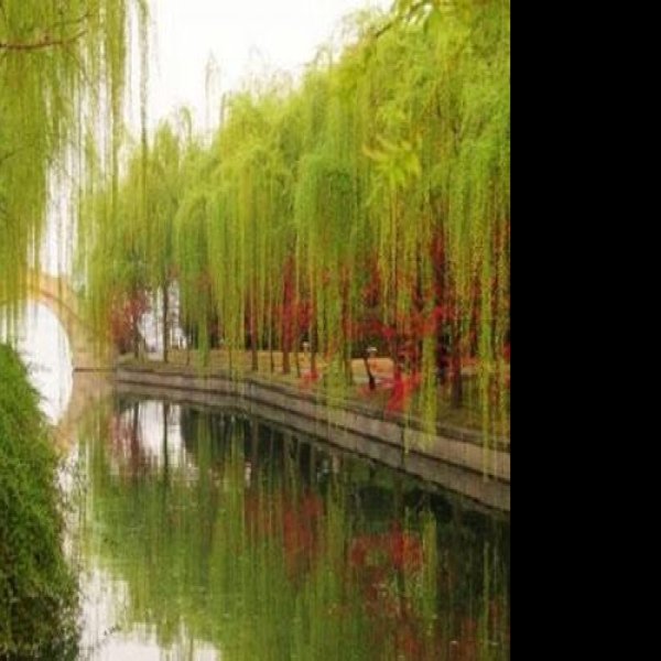 柳浪闻莺 - 图片3
