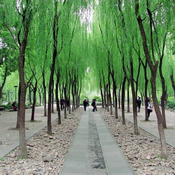 柳浪闻莺 - 图片4
