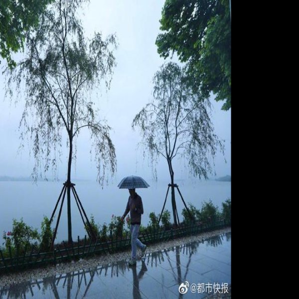 柳浪闻莺 - 图片5