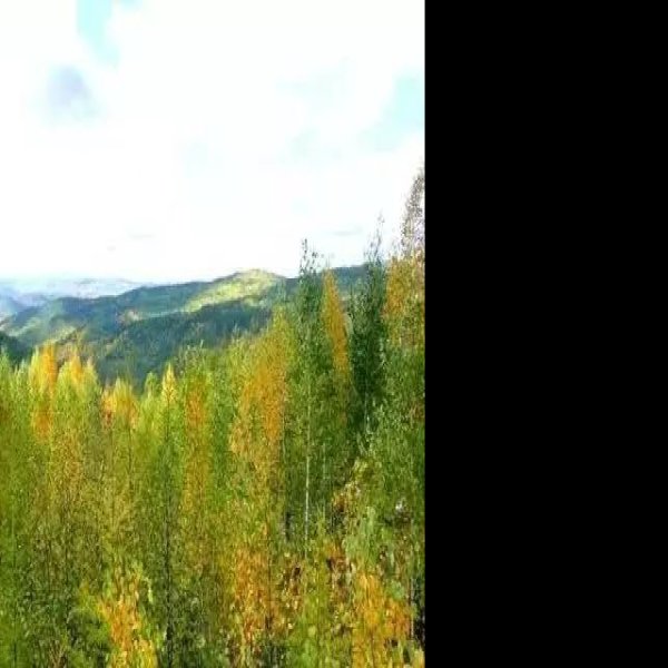 小兴安岭 - 图片9