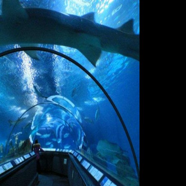 上海海洋水族馆 - 图片1